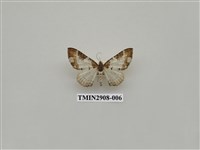 藏品(尺蛾719)的圖片